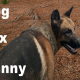 Dog Fox Bunny Game Download