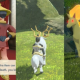 Pokemon Legends: Arceus Beginner’s Guide