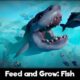 Feed And Grow: Fish Mobile Full Version Download